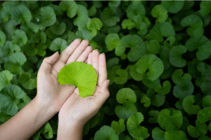 centella